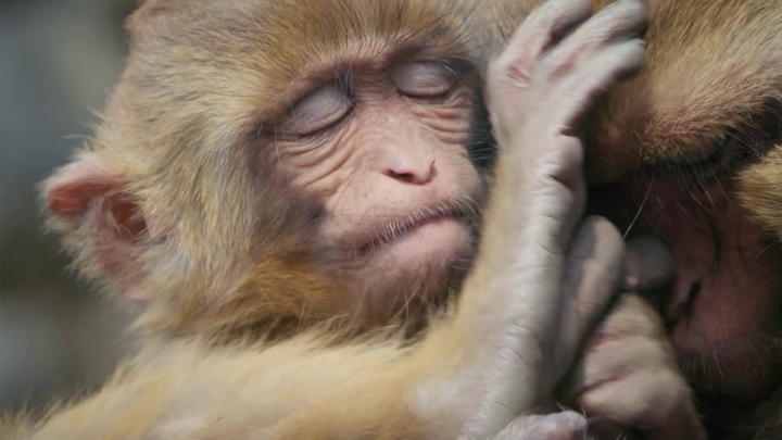 Dve tváre sveta - opice